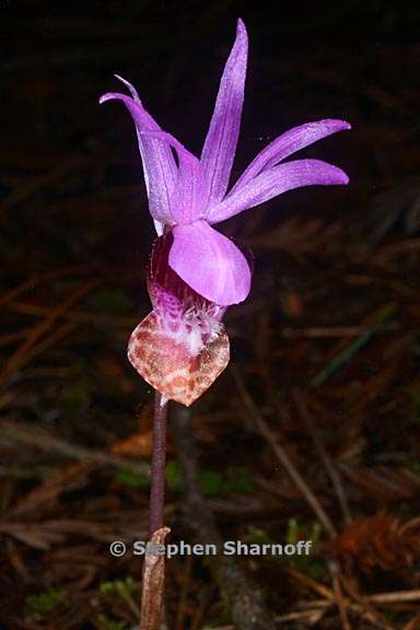 calypso bulbosa 3 graphic